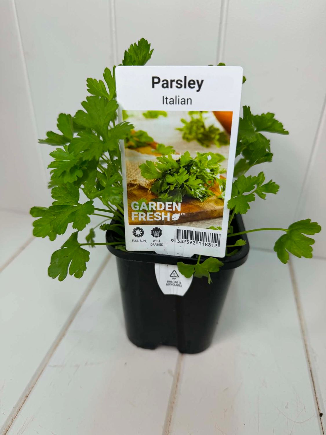 Italian Parsley – Seedling Punnet Pot