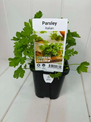 Italian Parsley – Seedling Punnet Pot