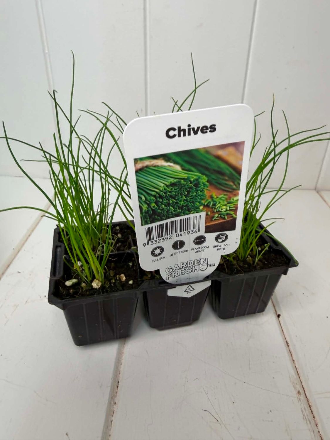 Chives – Seedling Punnet