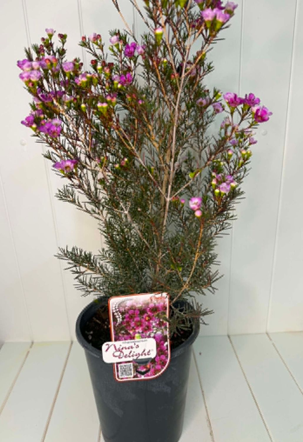 Chamelaucium 'Nina's Delight' (Geraldton Wax) – 5L Pot