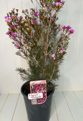 Chamelaucium 'Nina's Delight' (Geraldton Wax) – 5L Pot