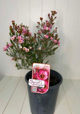 Chamelaucium 'Sarah's Delight' (Geraldton Wax) – 5L Pot