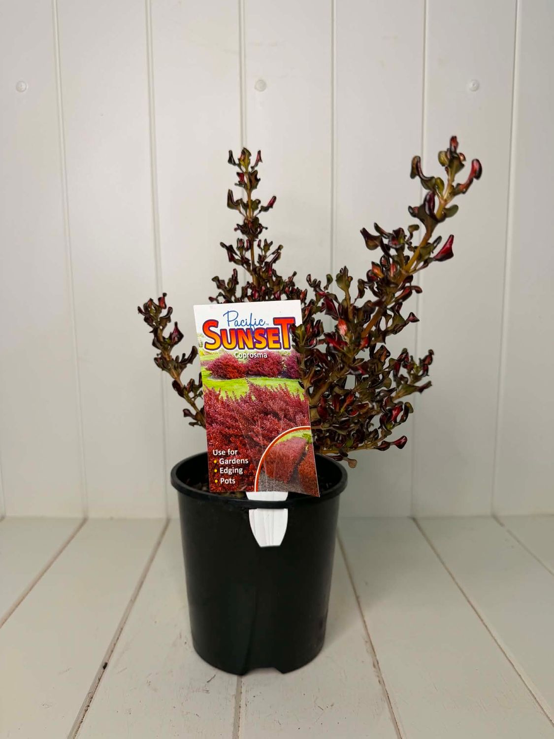 Coprosma 'Pacific Sunset' (Mirror Plant) – 140mm Pot