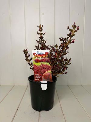 Coprosma 'Pacific Sunset' (Mirror Plant) – 140mm Pot