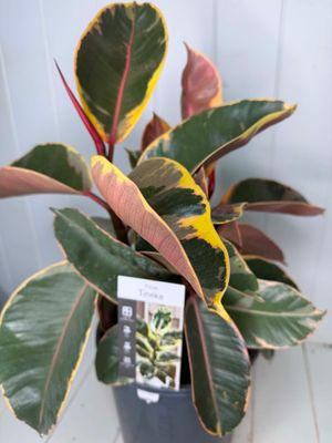 Ficus elastica 'Tineke' (Rubber Plant) – 5L Pot