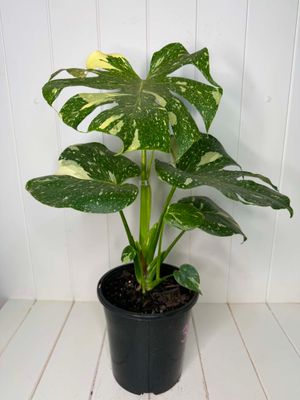 Monstera deliciosa 'Thai Constellation' – 180mm Pot