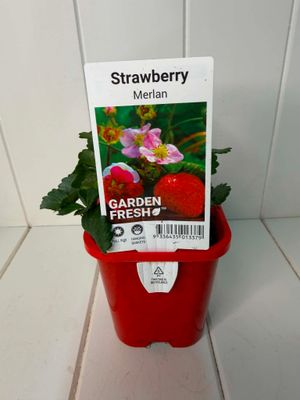 Strawberry 'Merlan' – Seedling Punnet Pot