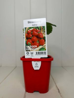 Strawberry 'Adina' – Seedling Punnet Pot