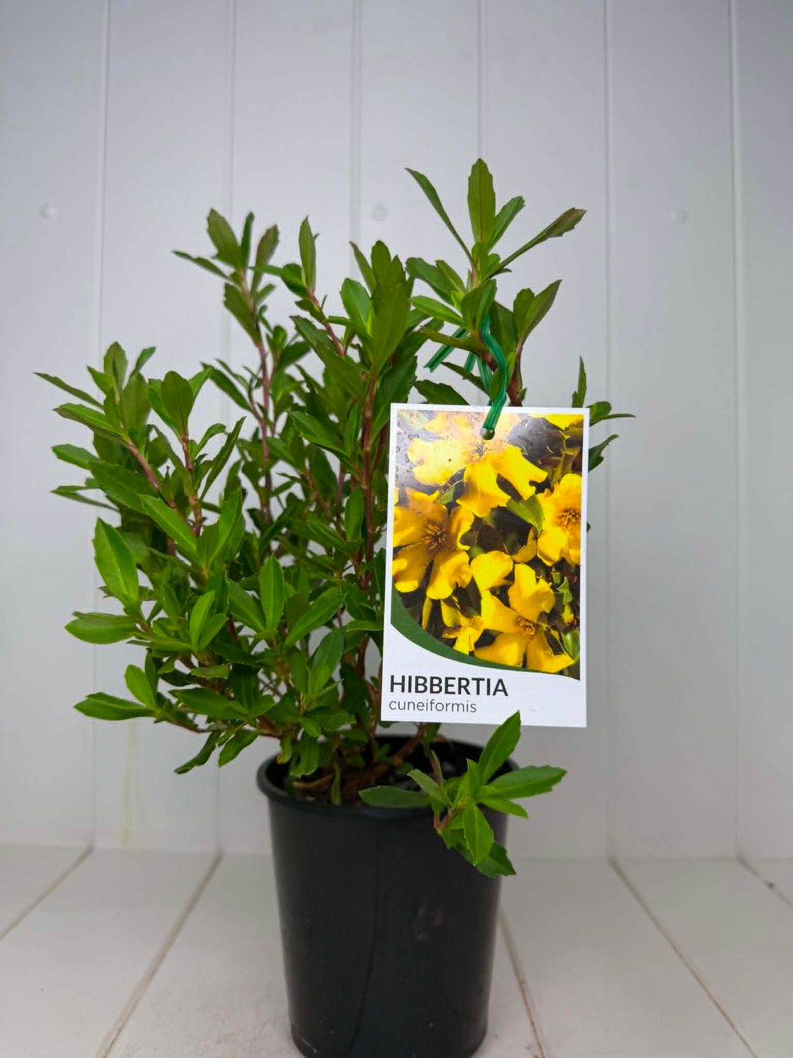 Hibbertia cuneiformis (Cut-Leaf Guinea Flower) – 130mm Pot