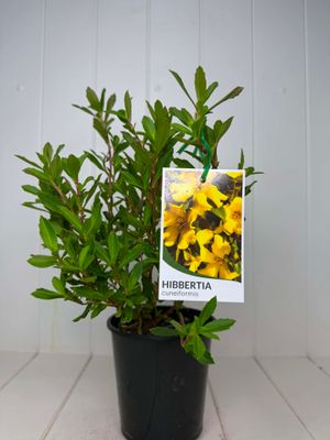 Hibbertia cuneiformis (Cut-Leaf Guinea Flower) – 130mm Pot