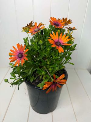 Osteospermum 'Serenity Bronze' (African Daisy) – 170mm Pot