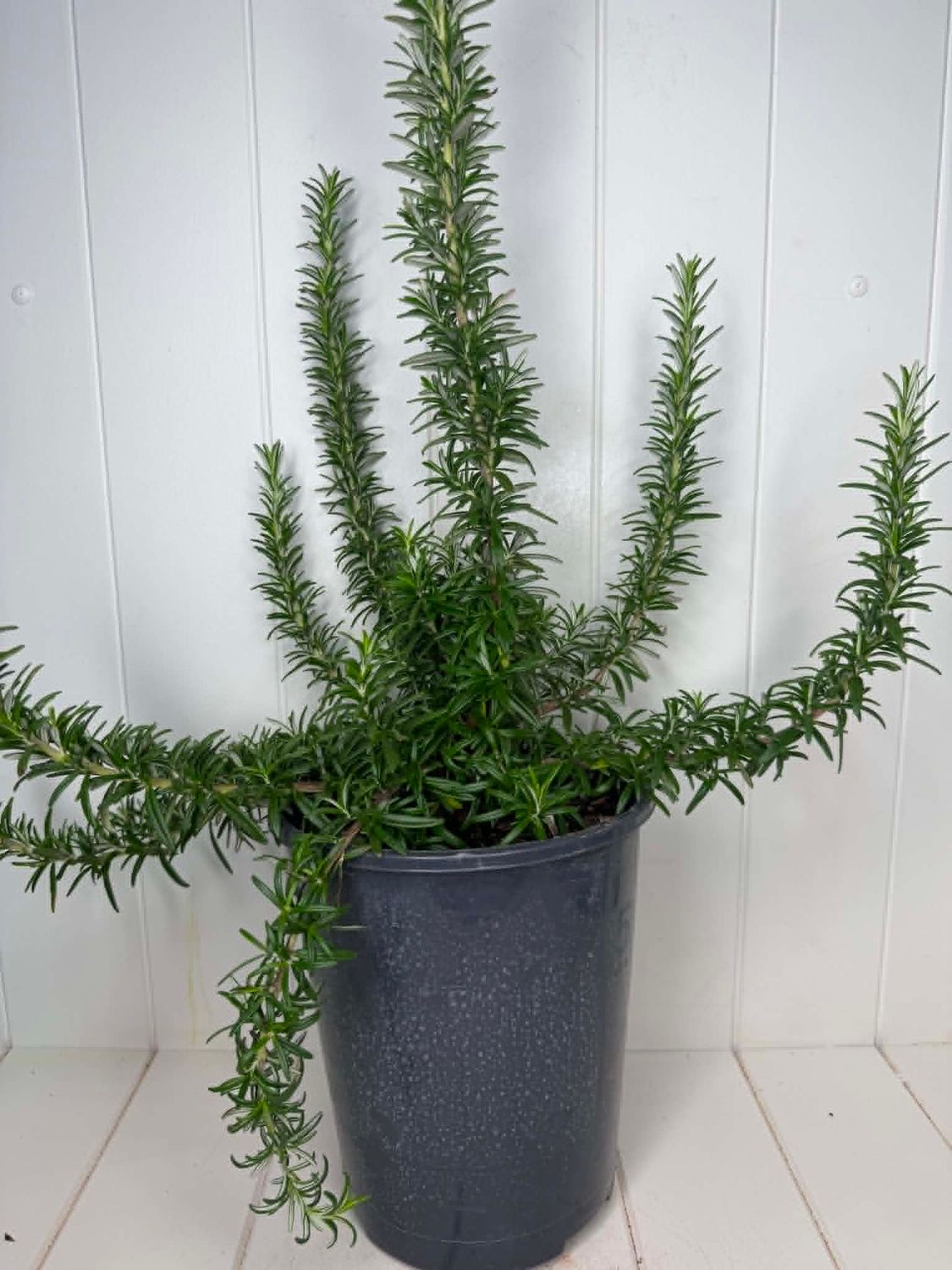 Rosmarinus officinalis 'Tuscany Blue' (Rosemary) – 5L Pot