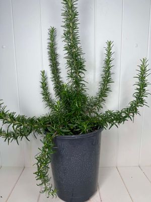 Rosmarinus officinalis 'Tuscany Blue' (Rosemary) – 5L Pot