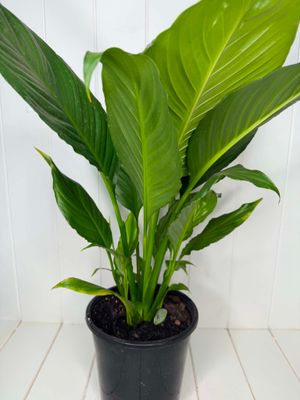 Spathiphyllum 'Maracay' (Peace Lily) – 180mm Pot