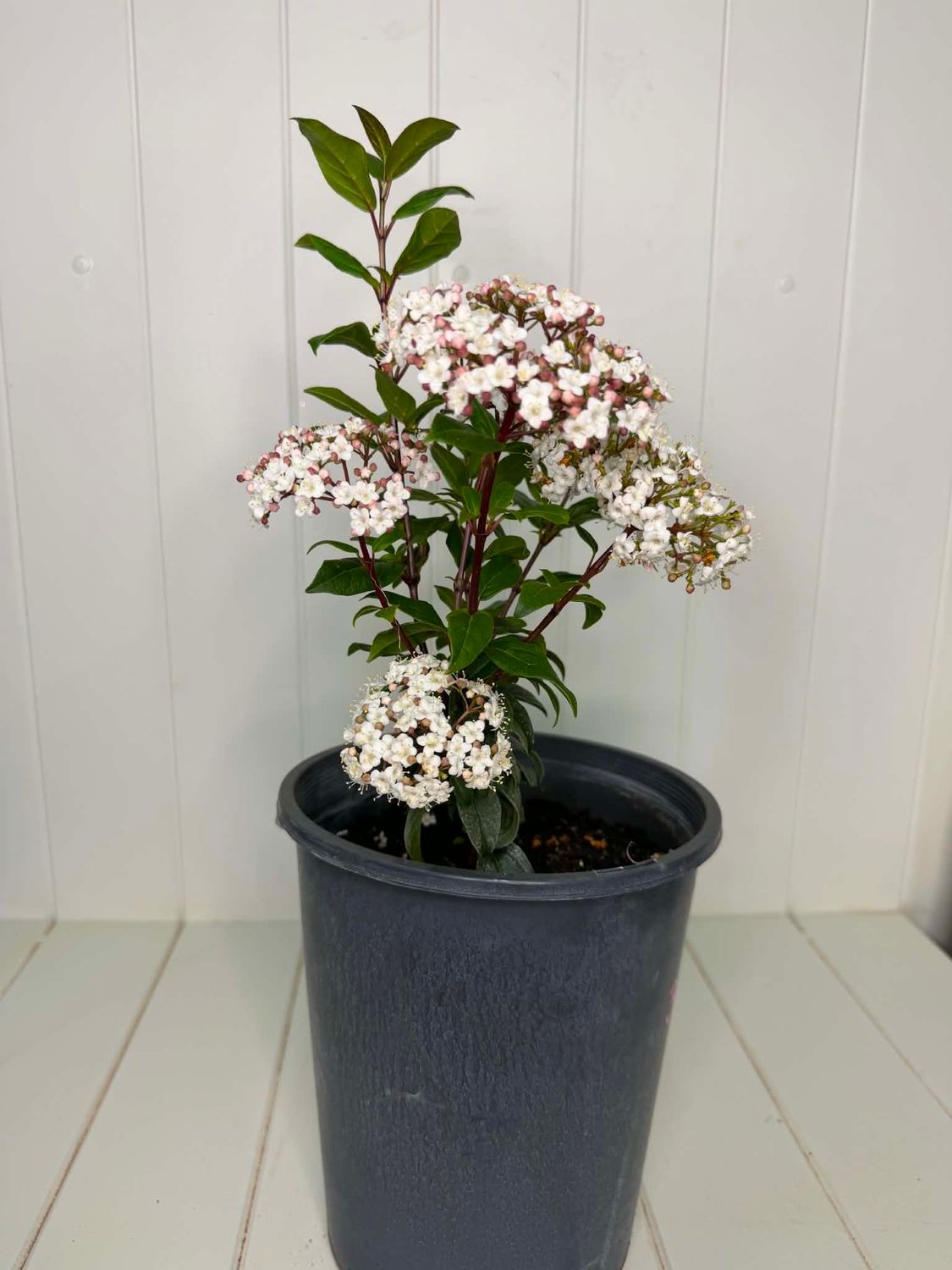 Viburnum tinus (Laurustinus) – 5L Pot