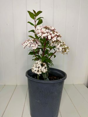 Viburnum tinus (Laurustinus) – 5L Pot