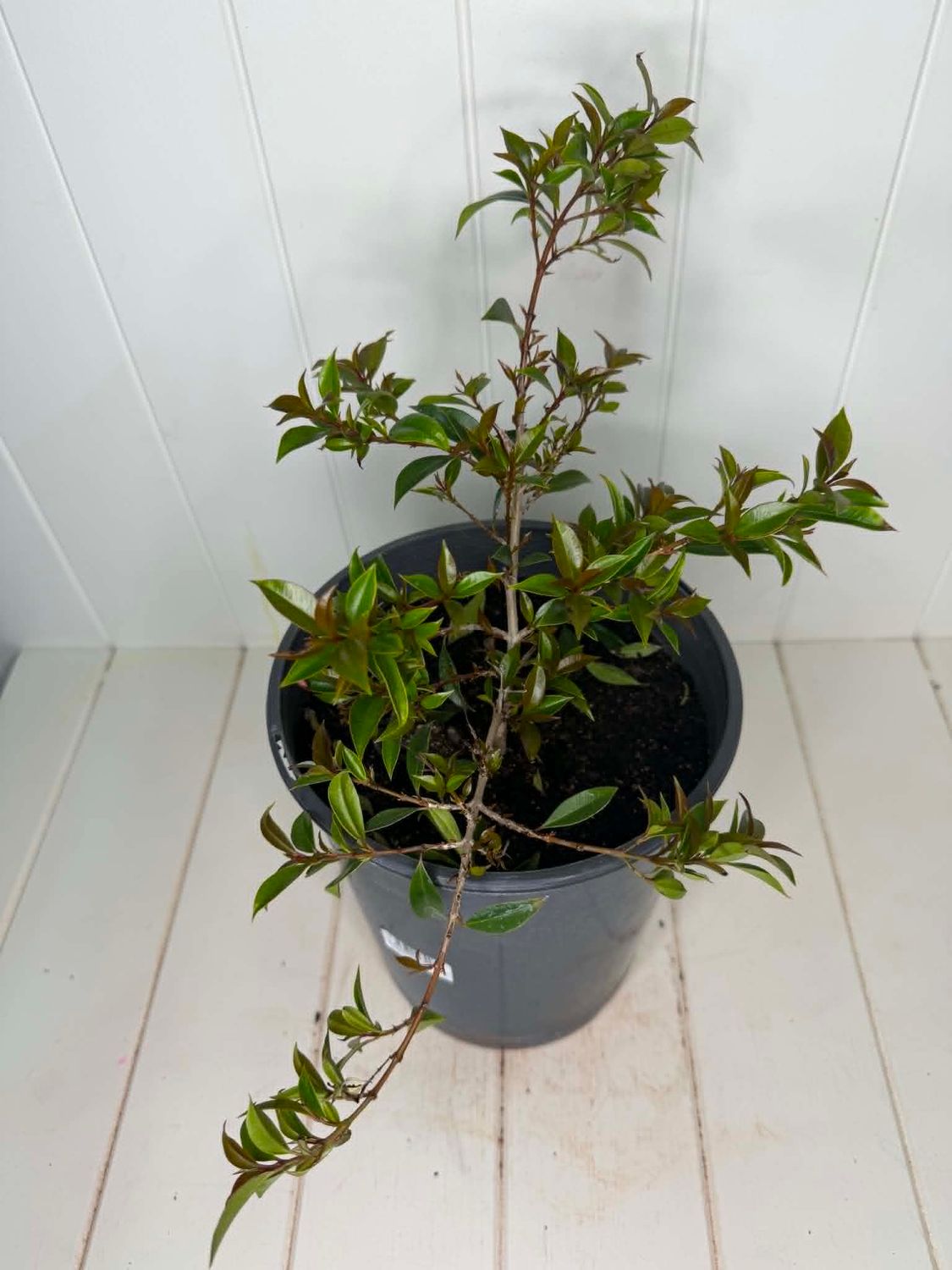 Syzygium australe 'Winterlight' (Lilly Pilly) – 5L Pot