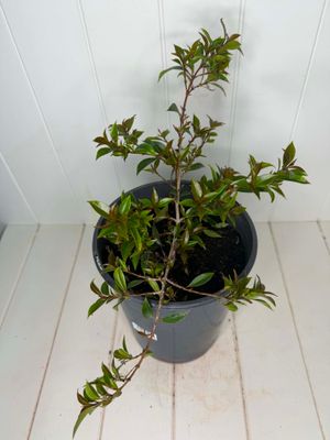 Syzygium australe 'Winterlight' (Lilly Pilly) – 5L Pot