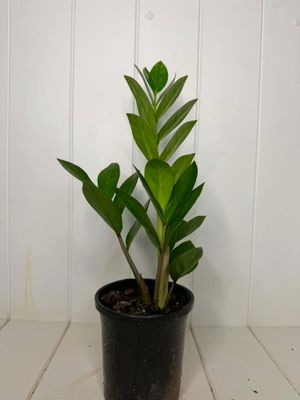 Zamioculcas zamiifolia (ZZ Plant) – 120mm Pot