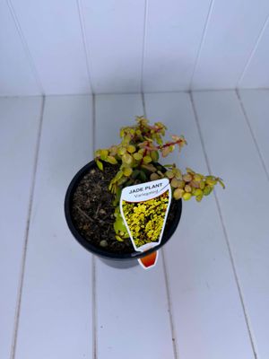 Portulacaria afra Variegated - (Jade Plant) - 130mm