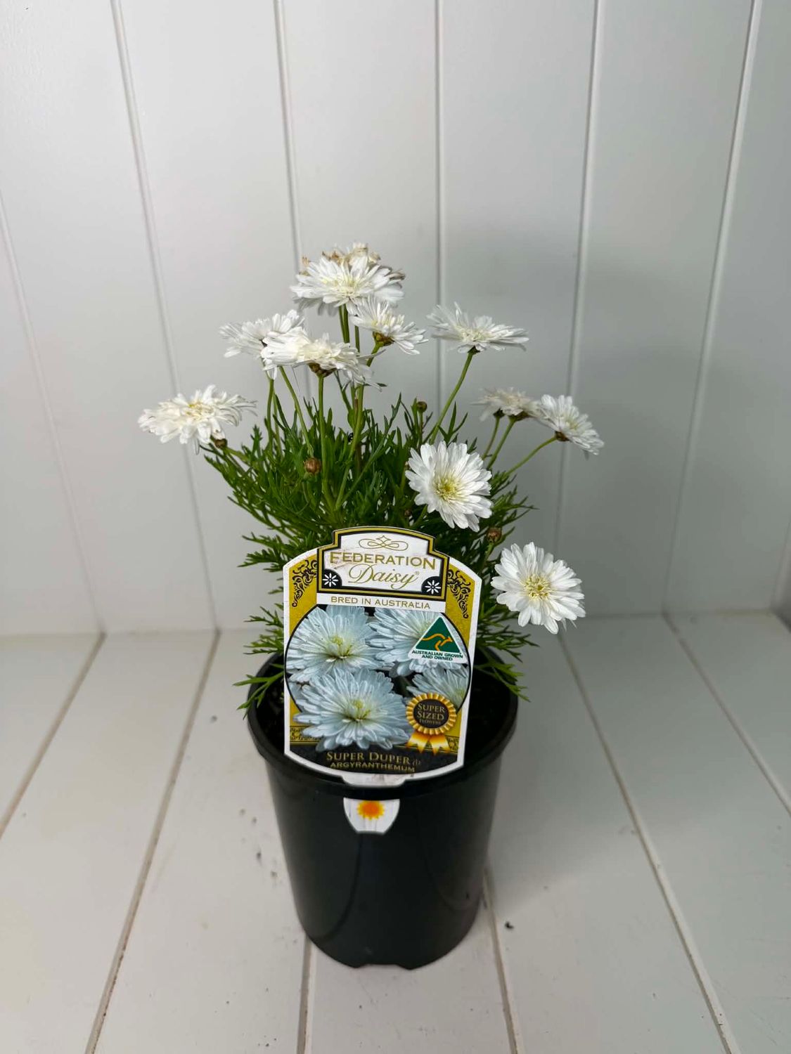 Argyranthemum 'Super Duper'  (Federation Daisy) – 140mm Pot