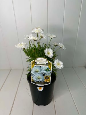 Argyranthemum 'Super Duper'  (Federation Daisy) – 140mm Pot