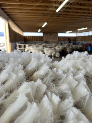 Raw Wool