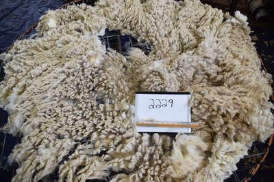 Targhee Rambouillet Raw Fleece #2229 &quot;Danielle&quot;