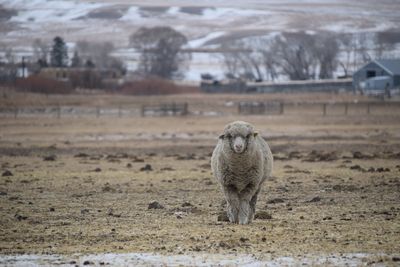 Rambouillet Targhee Raw Fleece #2349 Sassy ~ Reserved by Tami D.