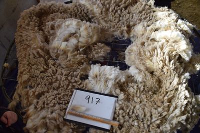 Raw Targhee Fleece #917 &quot;Daisey&quot;