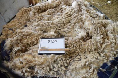 Raw Targhee Rambouillet Fleece #2205