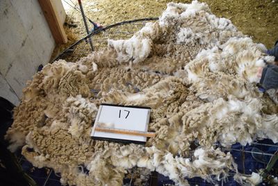 Raw Targhee Rambouillet Fleece #17 &quot;Lyla&quot;