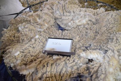 Raw Targhee Rambouillet Fleece #2206