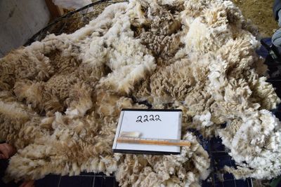 Targhee  Raw Fleece #2222