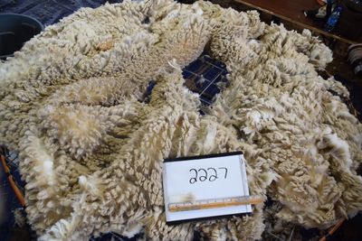 Raw Targhee Rambouillet Fleece #2227
