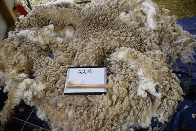 Raw Targhee Fleece #2231