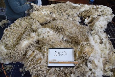 Targhee Rambouillet Raw Fleece #3A22