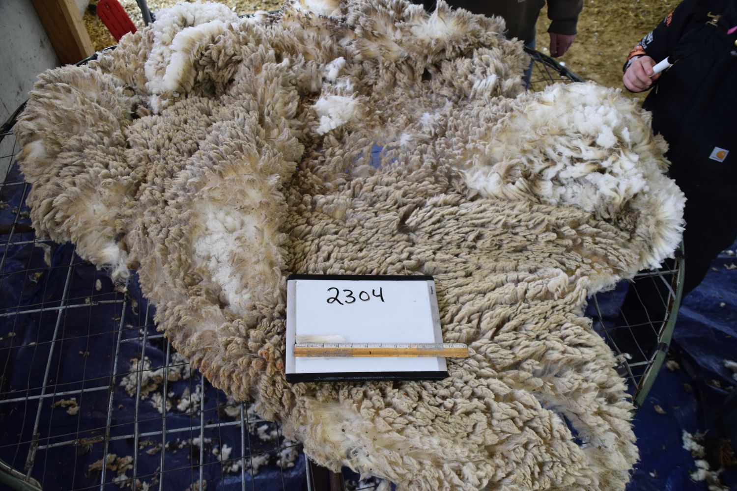 Targhee Rambouillet Raw Fleece #2304