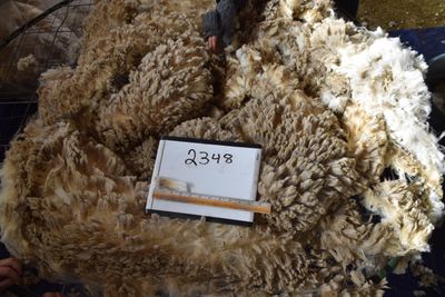 Raw Targhee Rambouillet Fleece #2348 Mozy