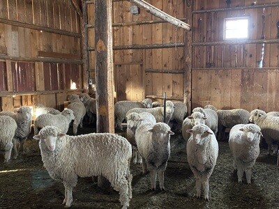 Range Camp Wool