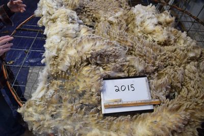 Targhee Rambouillet Raw Fleece #2015