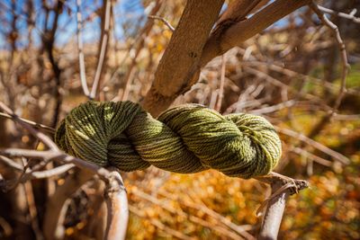 Range Camp Yarn ~ Yarbrough
