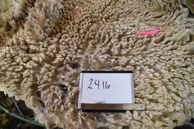 Raw Targhee Rambouillet Fleece #2416
