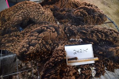 Targhee Rambouillet Raw Fleece #2421-C