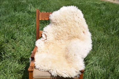 Large Targhee Rambouillet Sheep Hide - White