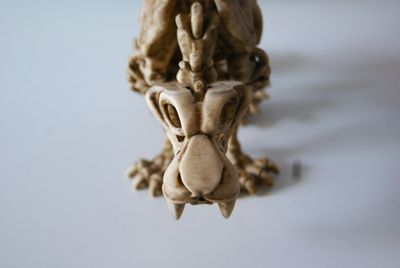 DINOSAURIOS Y FÓSILES