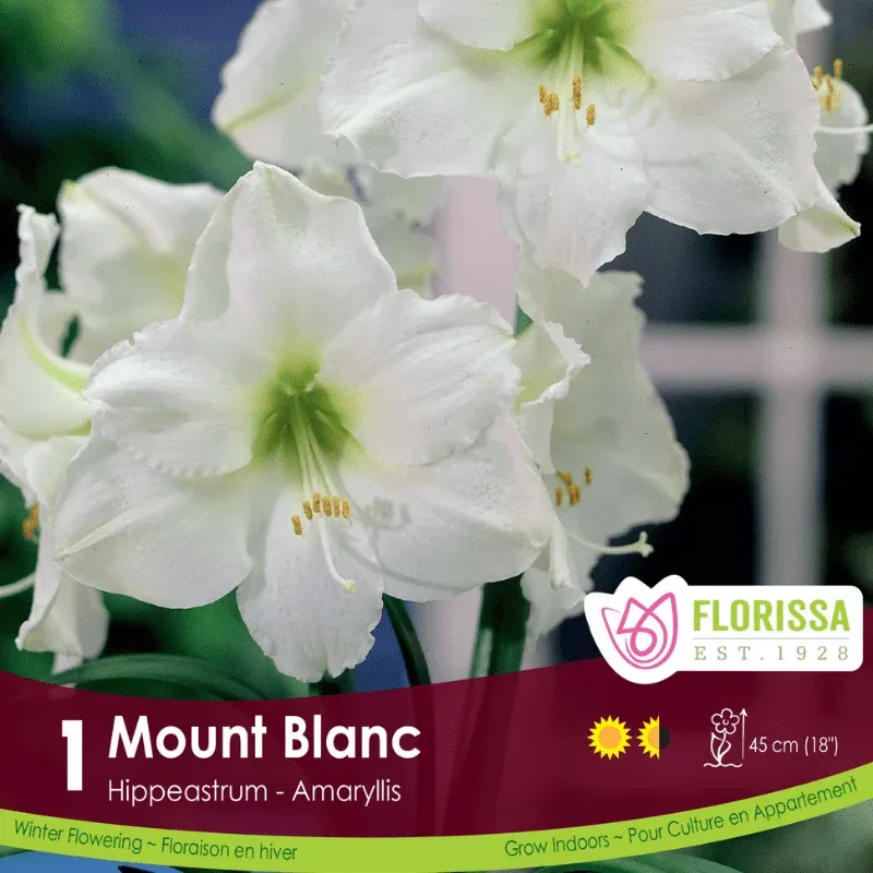 Pkg.1 AMARYLLIS Mont Blanc 42+