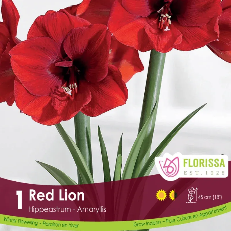 Pkg.1 AMARYLLIS Red Lion 42+