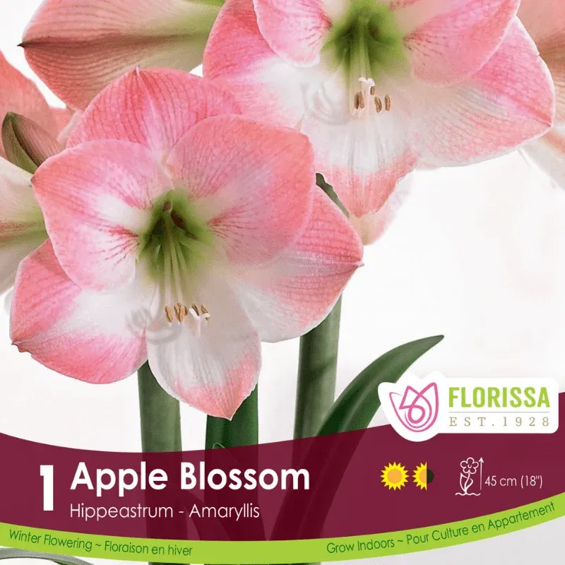 Pkg.1 AMARYLLIS Apple Blossom 42+