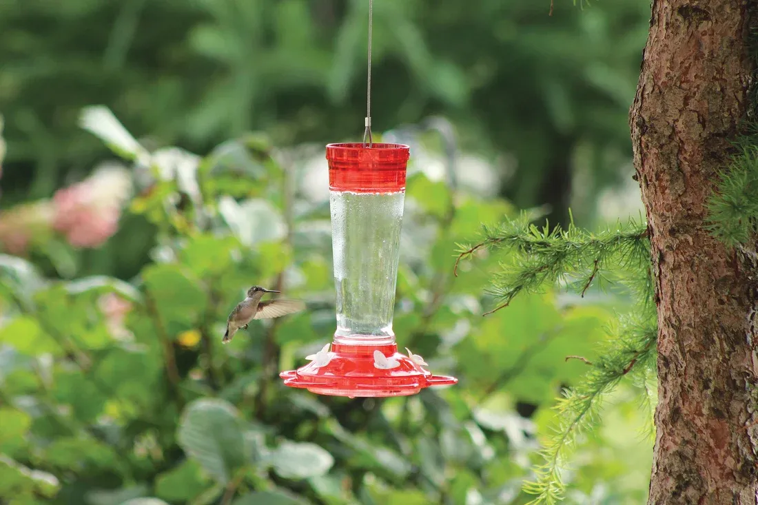 Glass Hummingbird Feeder 10oz